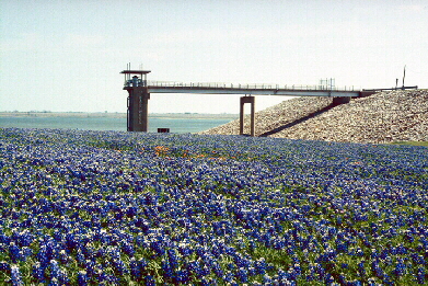 Bluebonnets at Bardwell Lake Bluebonnets at Bardwell Lake