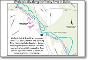Wetland Cells along Trinity River Dallas